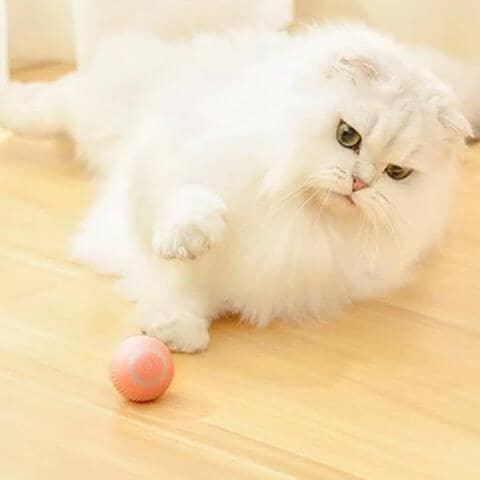 Bola Que Rola Sozinha para Gatos - Ball Rolls